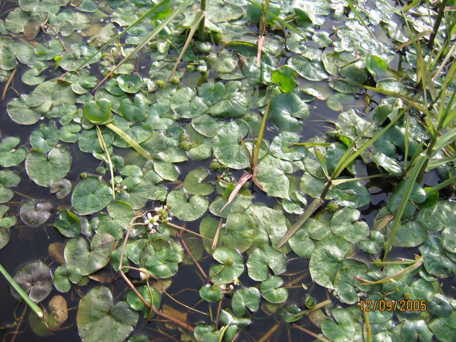 Ястребиная трава