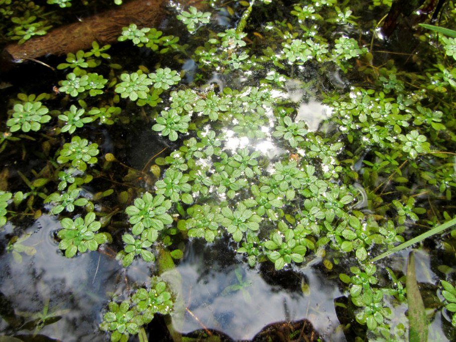 Болотник обыкновенный