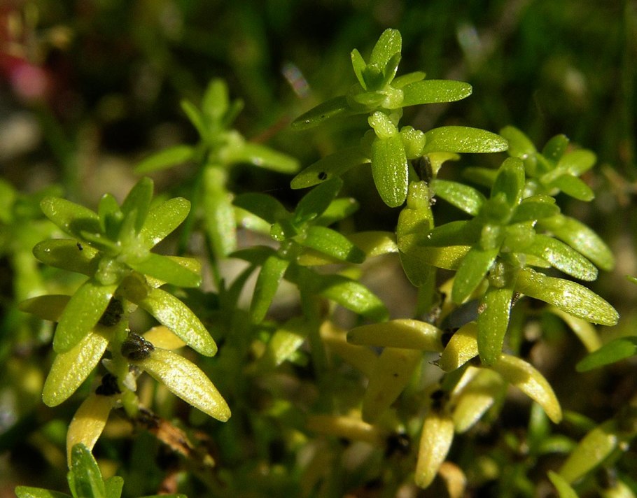 Болетин болотный