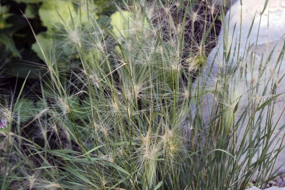 Ячмень гривастый hordeum jubatum