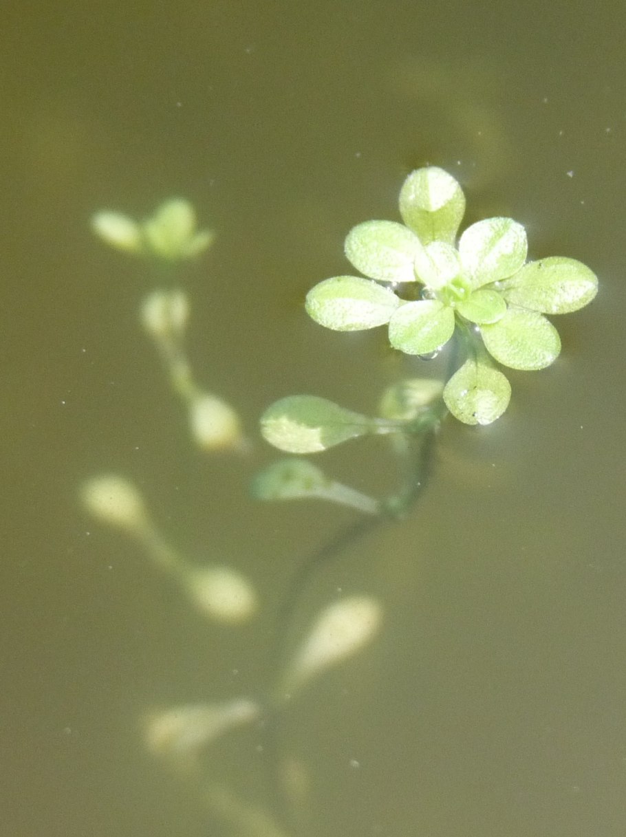 Callitriche palustris