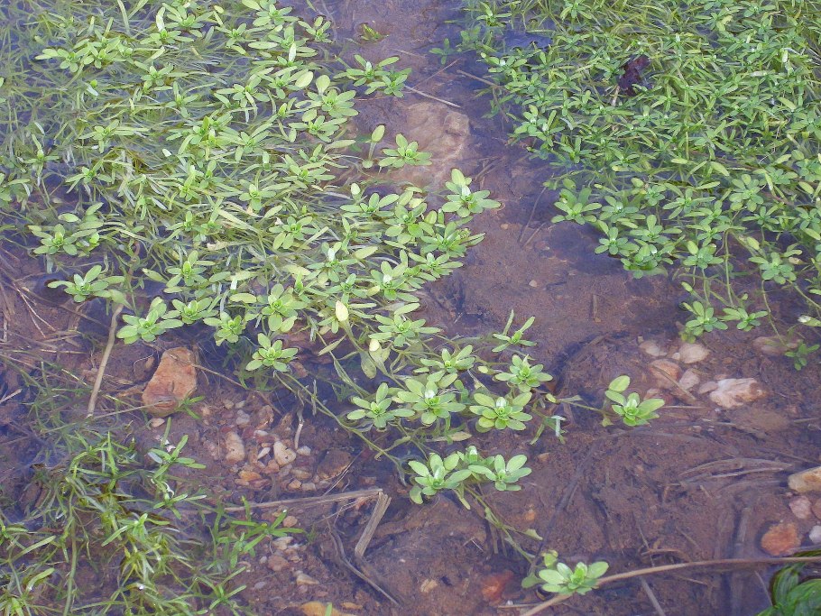 Callitriche cophocarpa