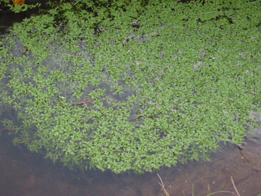 Болотник окаймлённый