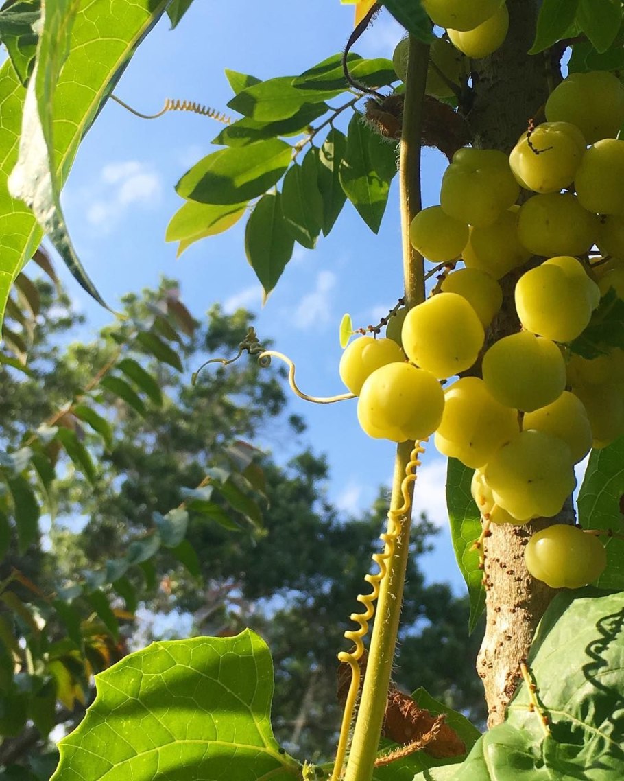 Индийский крыжовник Амла