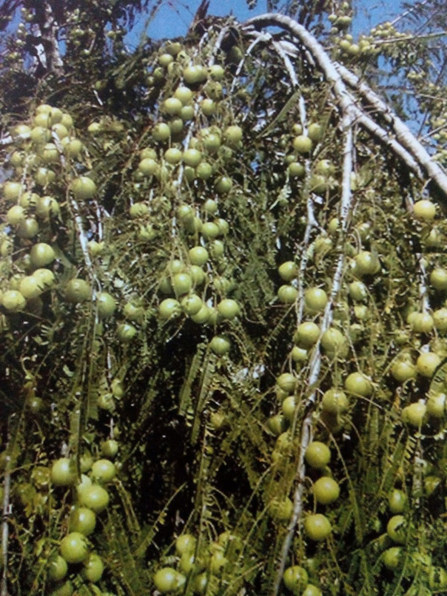 Крыжовник Амла