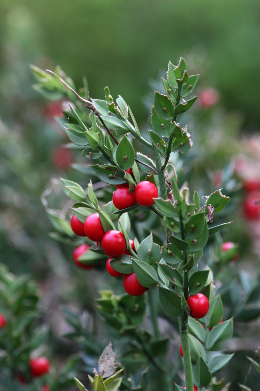 Рускус иглица Колхидская