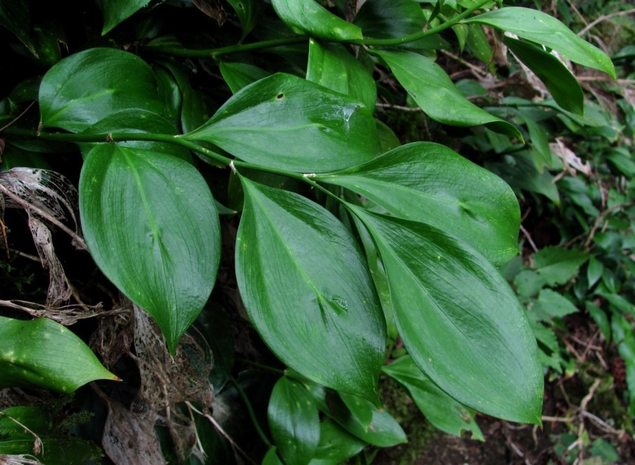 Рускус hypophyllum