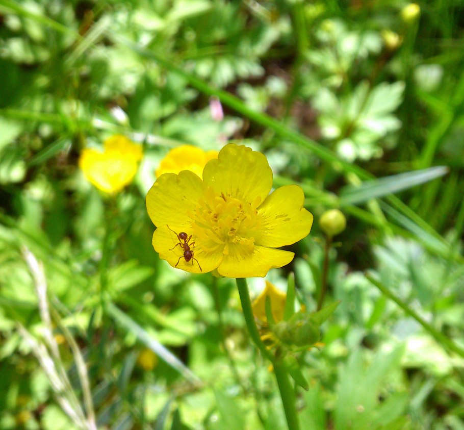 Лютик болотный желтый