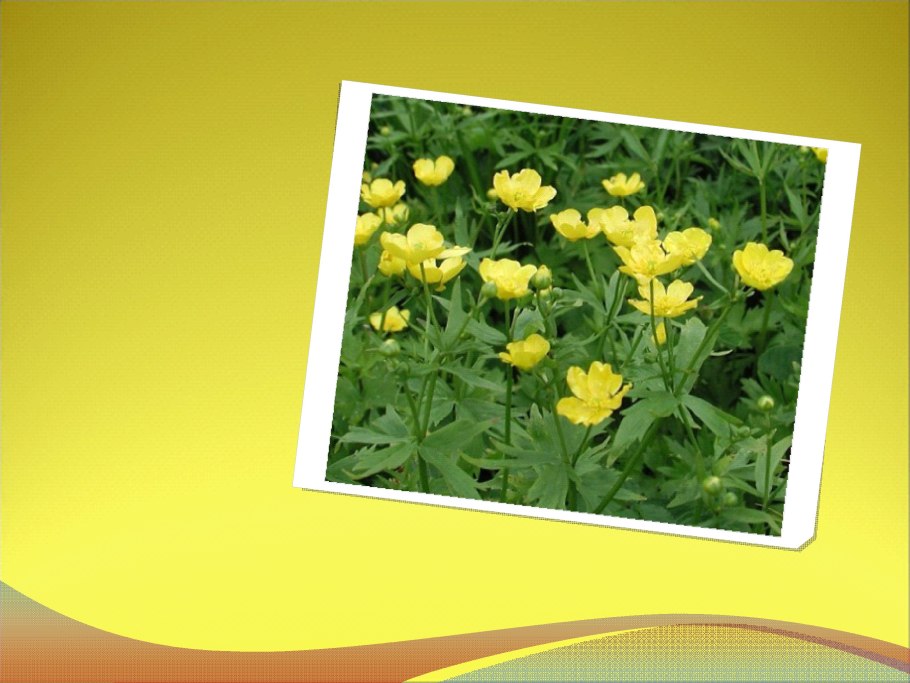 Ranunculus Acris Лютик едкий