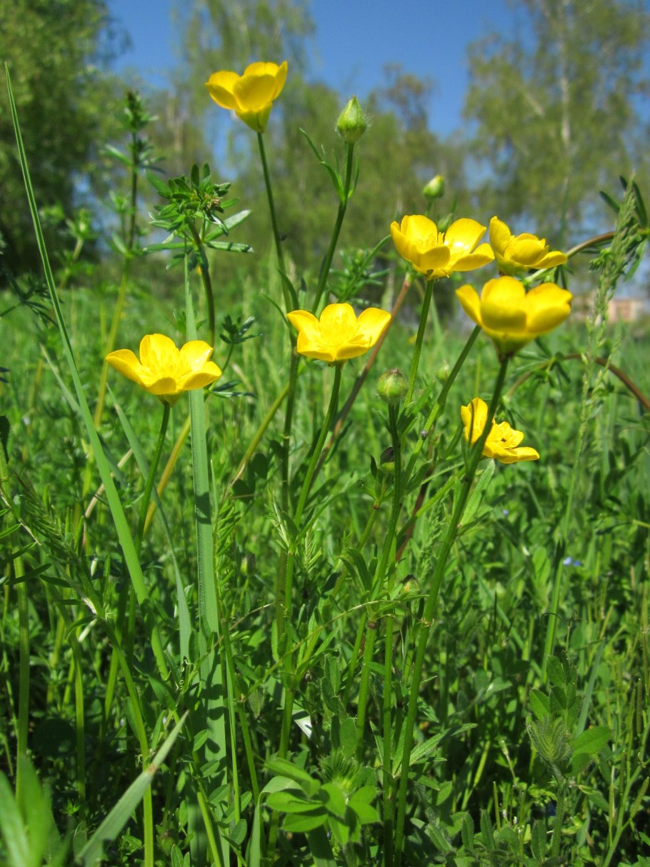 Лютик Луговой махровый