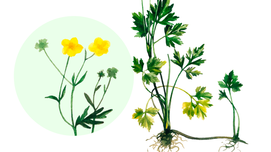 Лютик Константинопольский