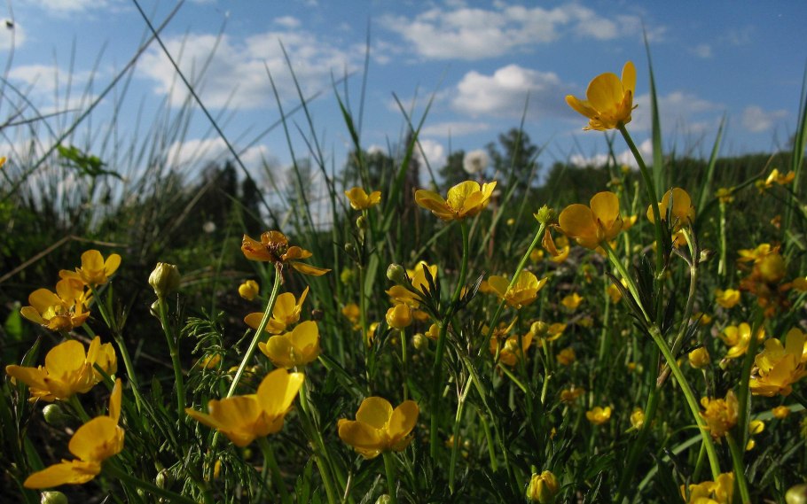 Лютик болотный желтый