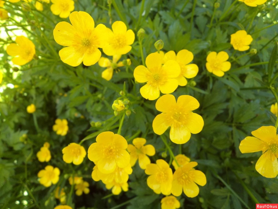 Лютик едкий