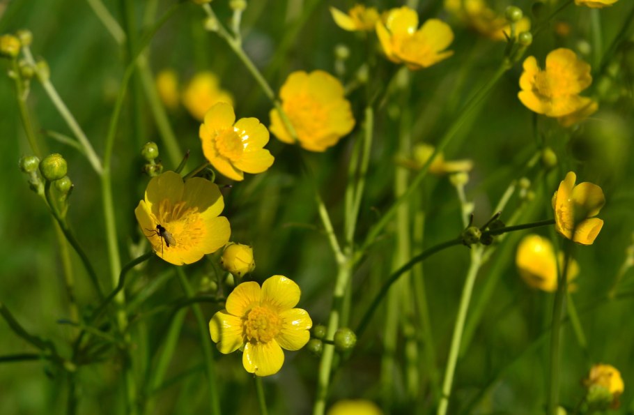 Ranunculus polyanthemos листья