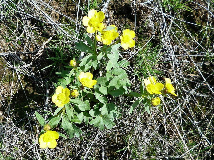 Лютик ядовитый