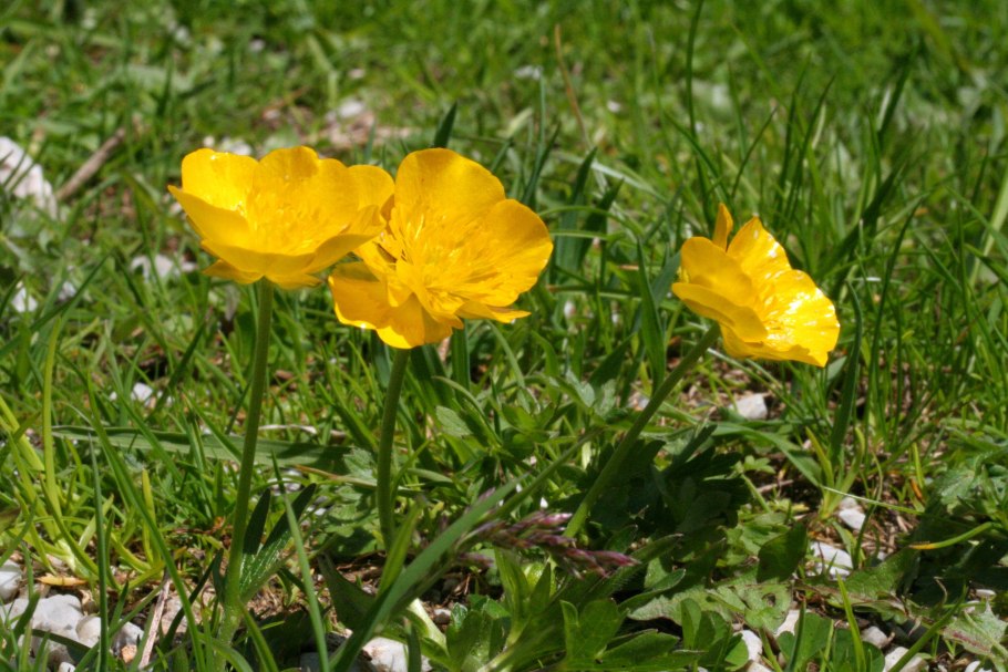 Лютик болотный желтый