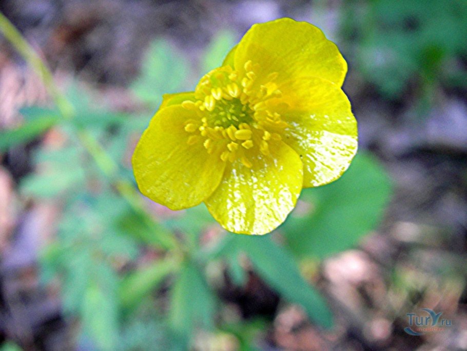 Лютик куриная слепота