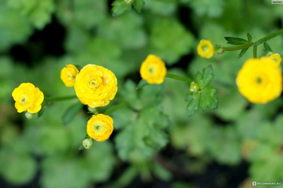 Лютик коротколопастный