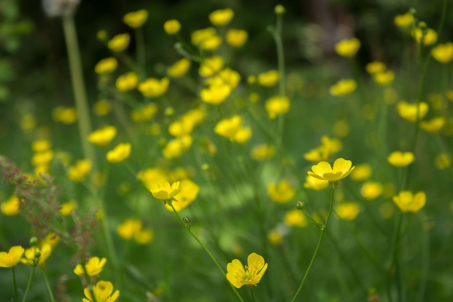 Лютик болотный