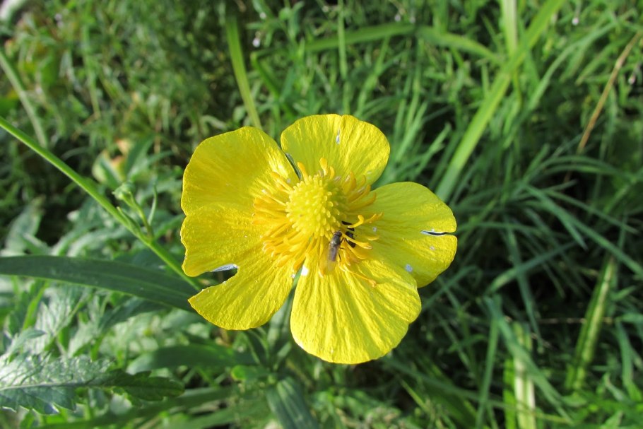 Лютик Северный