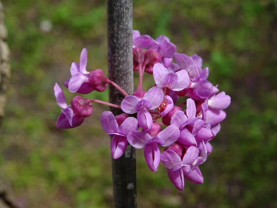 Багрянник японский Родина
