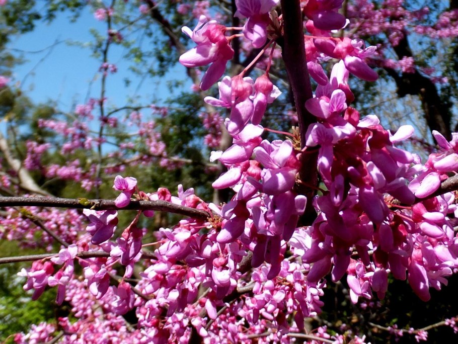 Церцис канадский Cercis canadensis