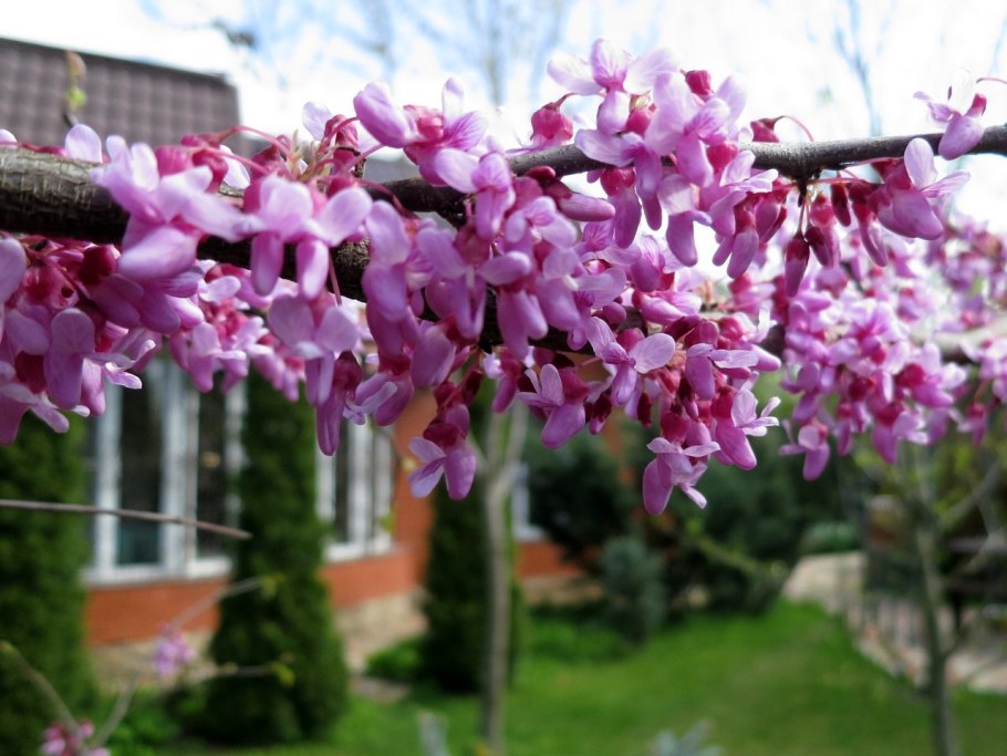 Церцис Европейский дерево Cercis siliquastrum