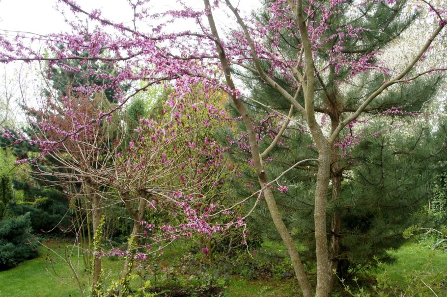 Cercis chinensis (церцис, багряник)