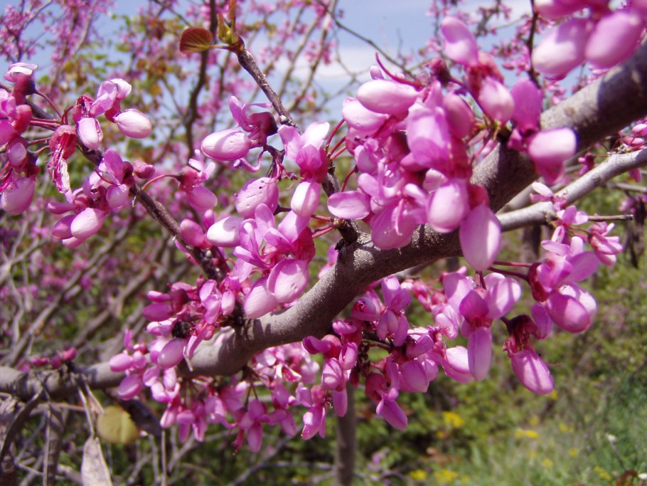 Дерево Cercis siliquastrum