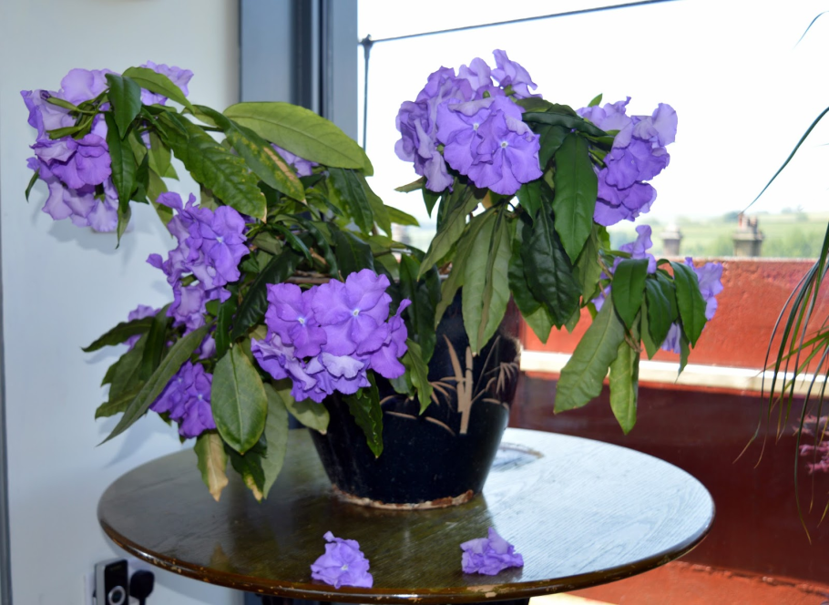 Брунфельсия Аустралис в горшке