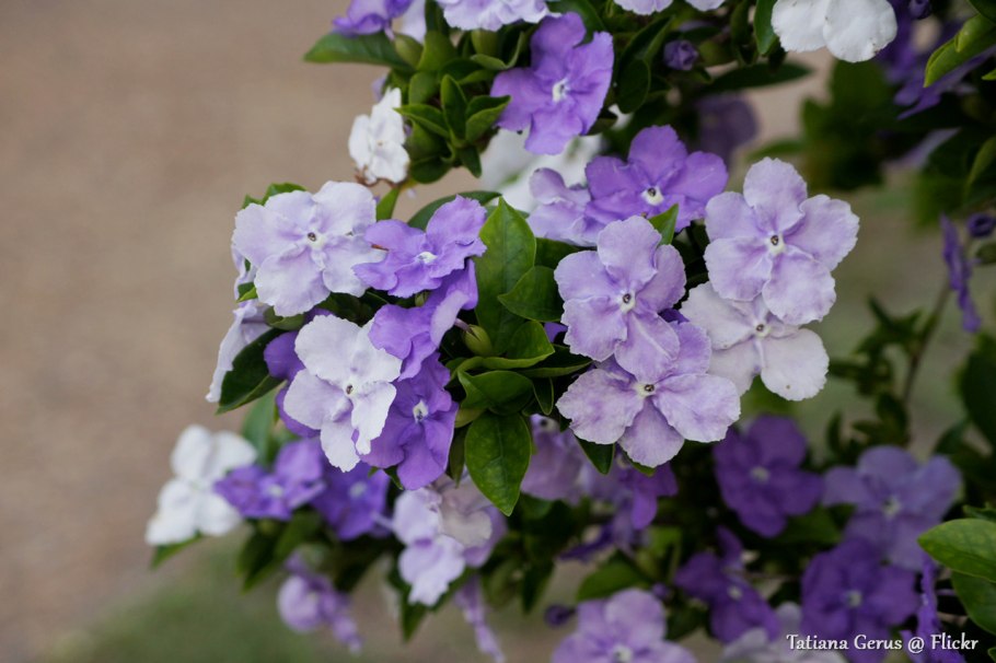 Брунфельсия Магнифика