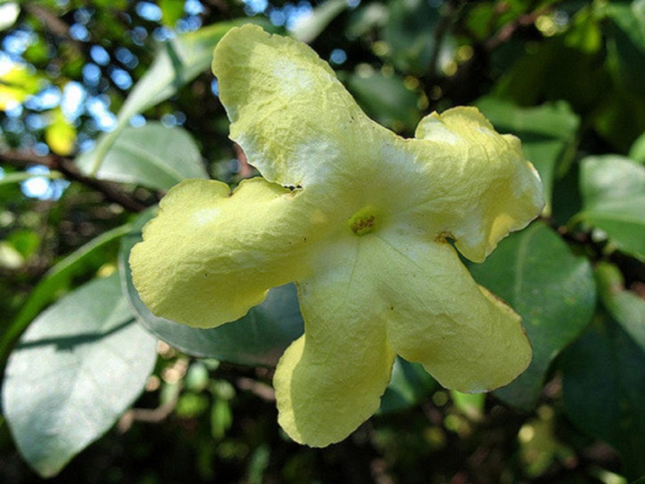 Брунфельсия малоцветковая