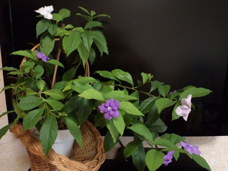 Брунфельсия mire