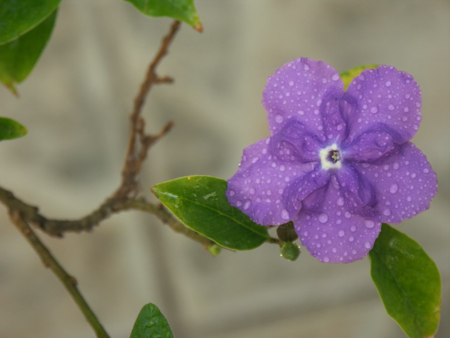 Брунфельсия Американа