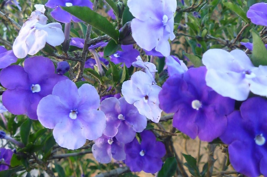 Цветок Брунфельсия комнатная