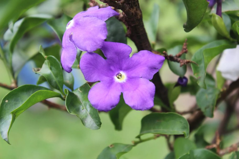 Брунфельсия малоцветковая