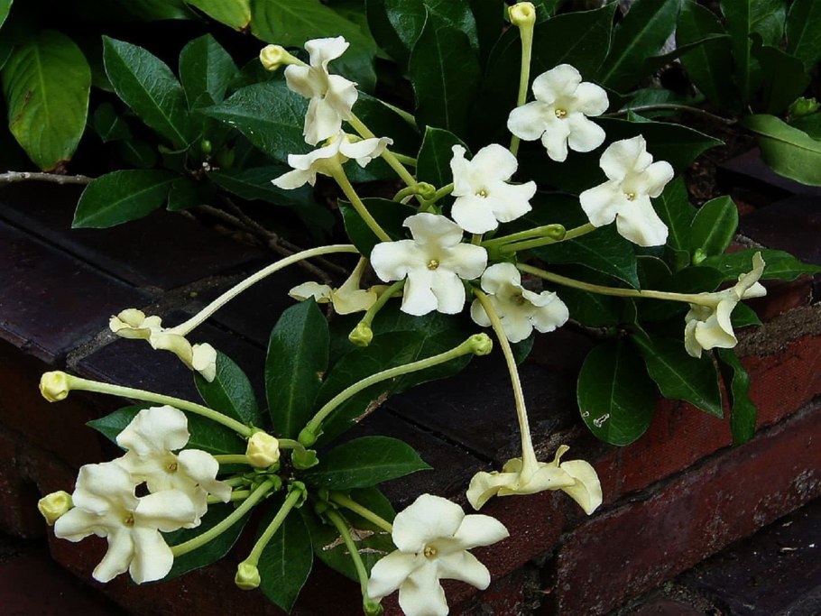 Брунфельсия малоцветковая