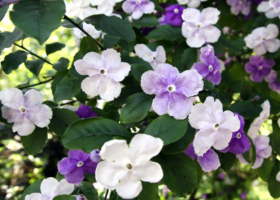 Брунфельсия Монако