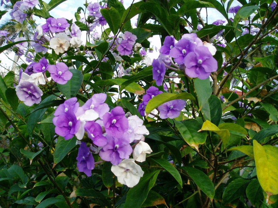 Брунфельсия Вайт