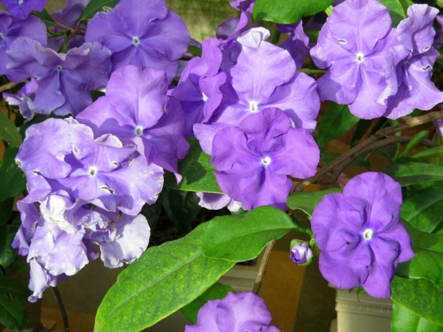 Цветок Брунфельсия