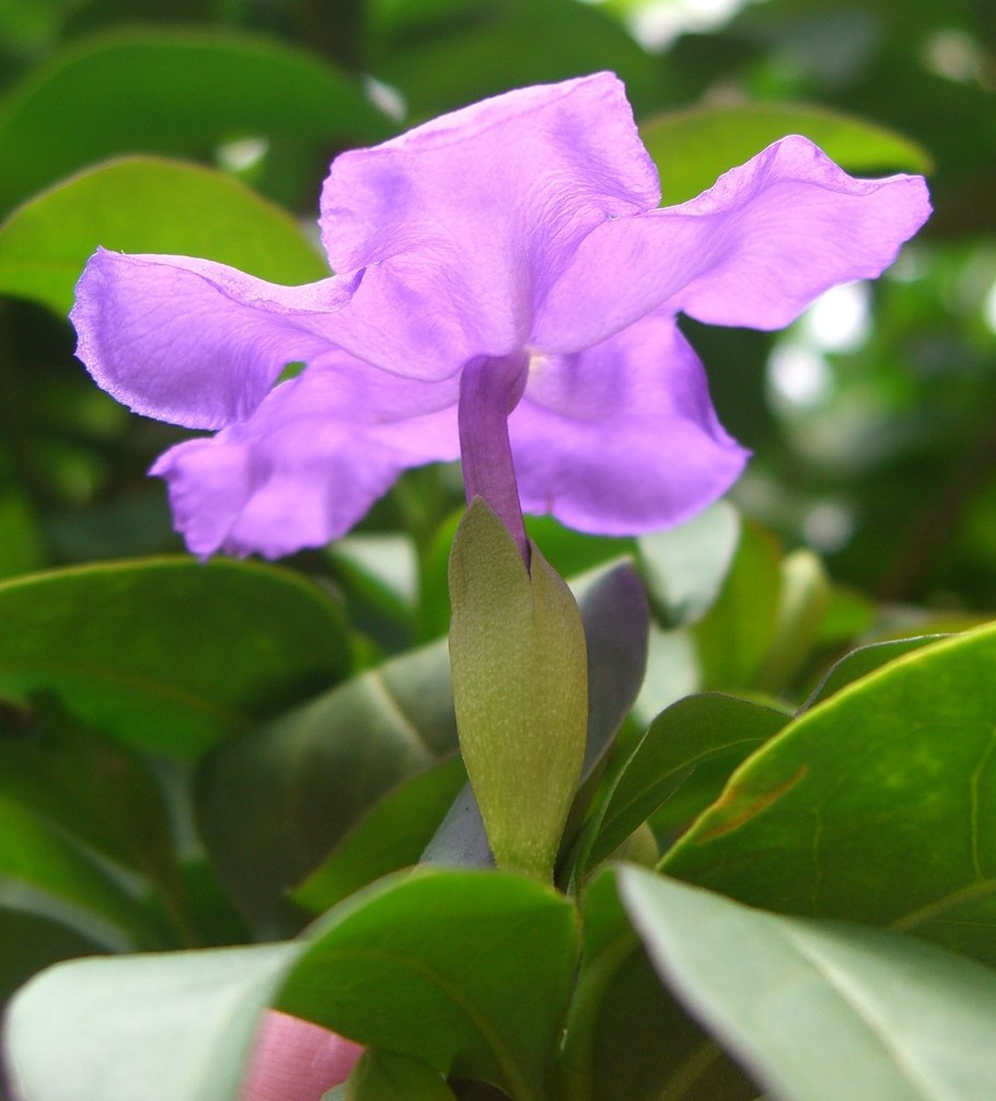 Brunfelsia грандифлора