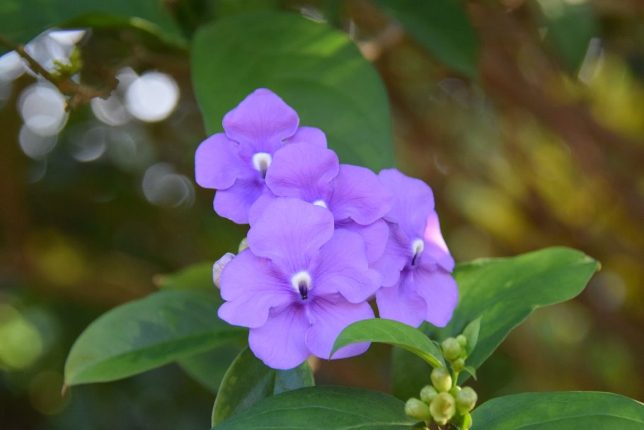 Брунфельсия Монако