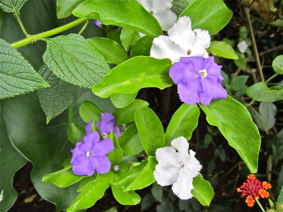 Брунфельсия Латифолия