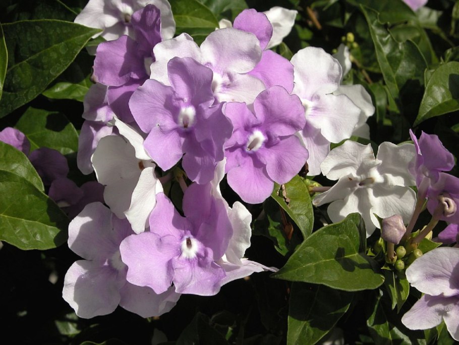 Брунфельсия Латифолия