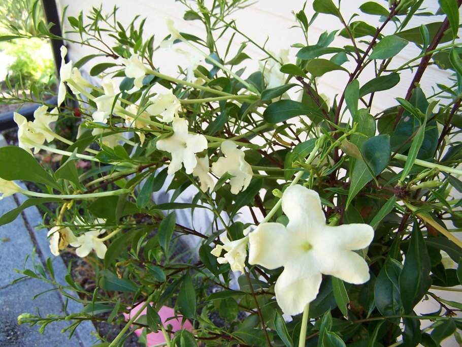 Брунфельсия вариегатная