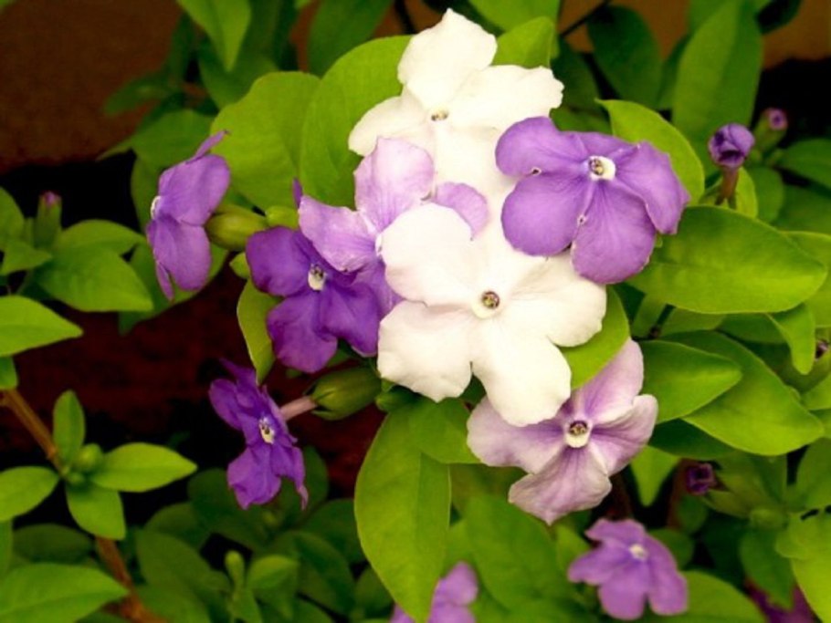 Цветок Брунфельсия