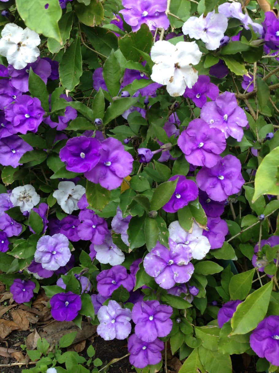 Брунфельсия грандифлора