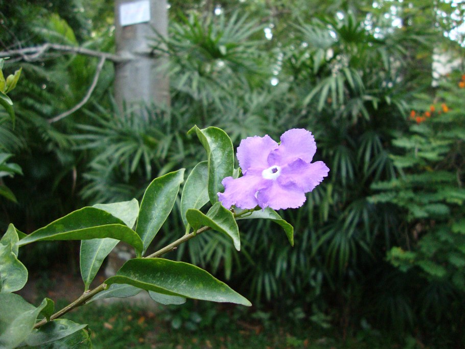 Брунфельсия австралийская