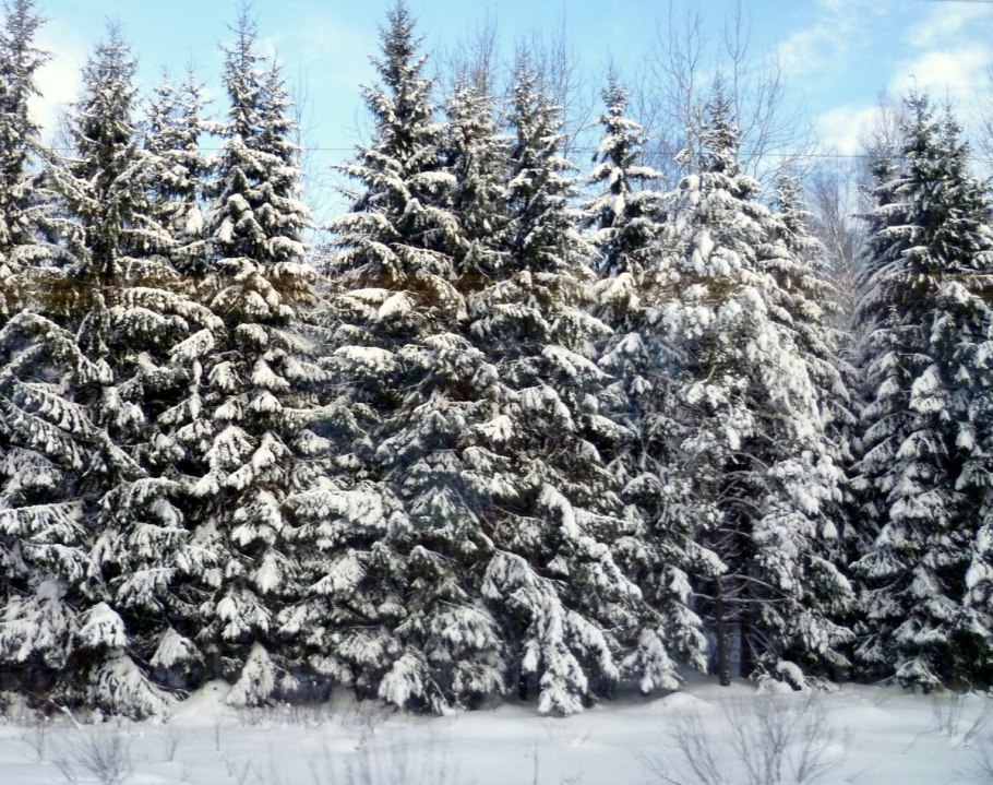 Елка в лесу зимой