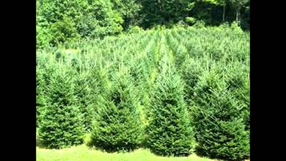 Пихта питомник